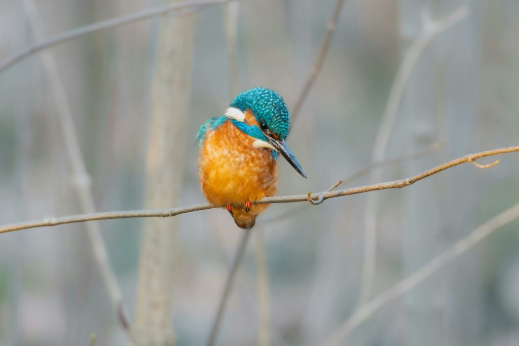 Avistamiento de Aves