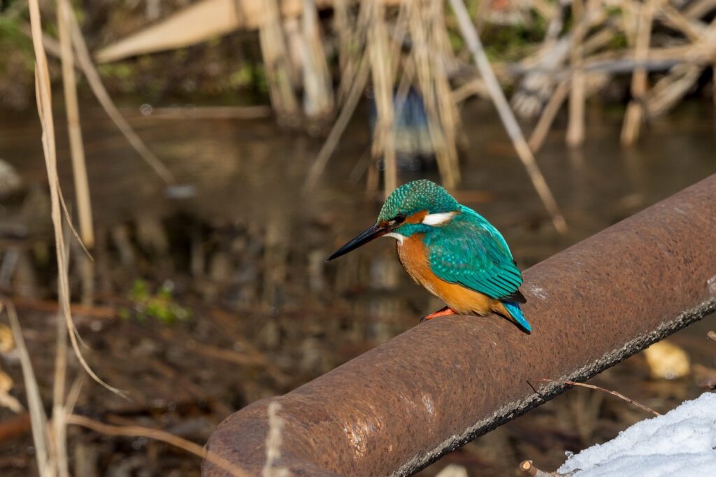 Birdwatching - Pajaro