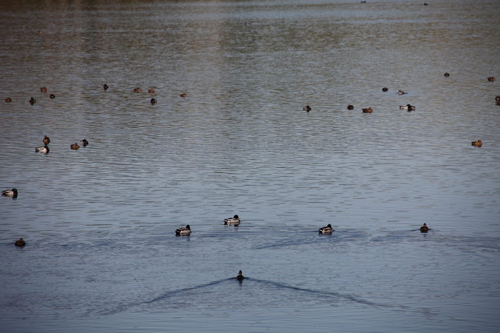 Ablitas - Laguna de Lor