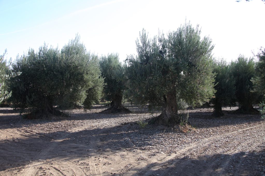 Barillas - olivos milenarios