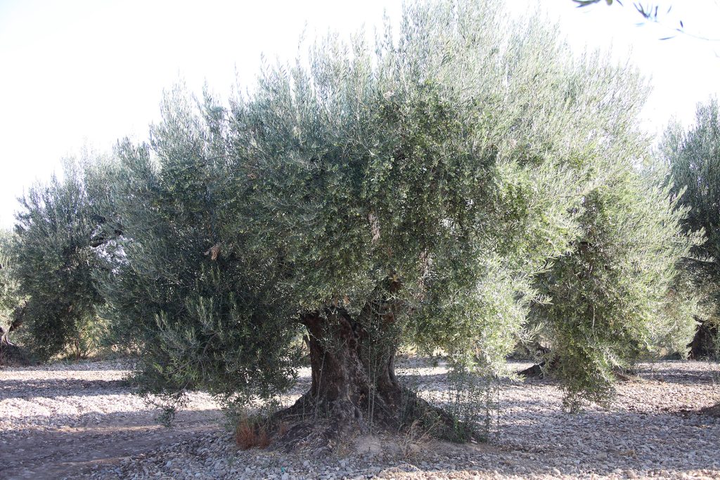 Barillas - olivos milenarios