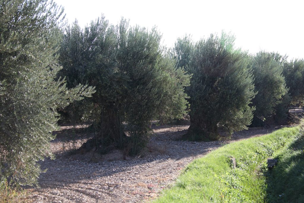 Barillas - olivos milenarios