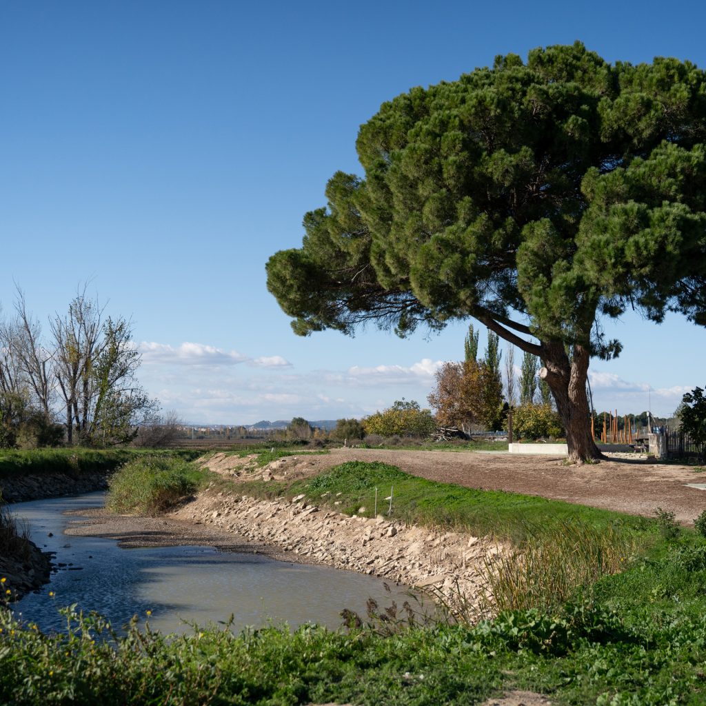 Cabanillas - Pino junto al canal