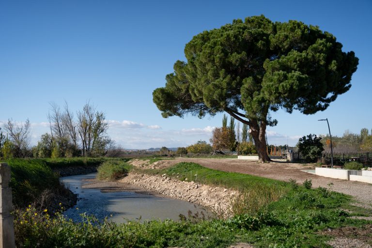 Un paseo botánico: el pino piñonero del canal