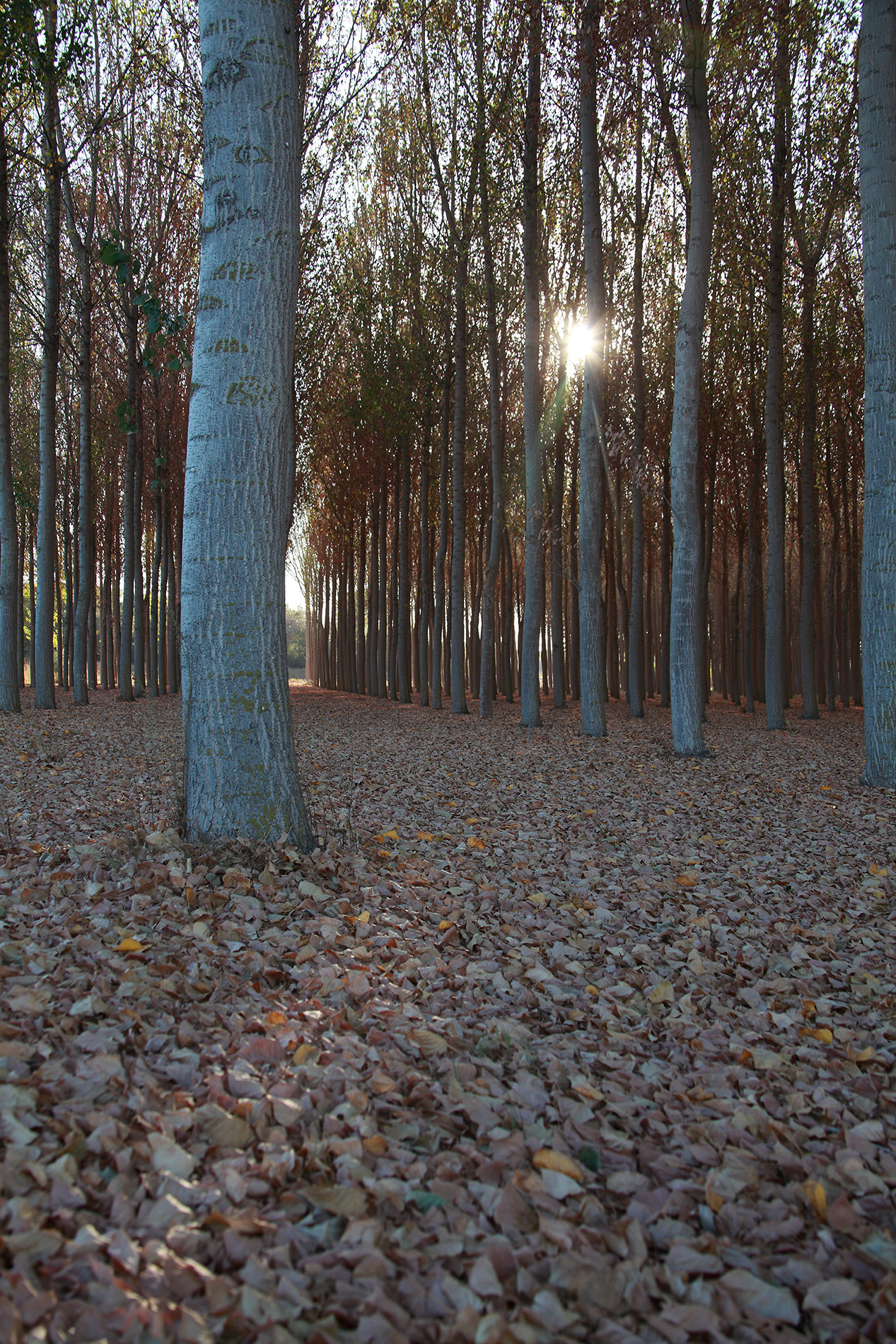 Naturaleza