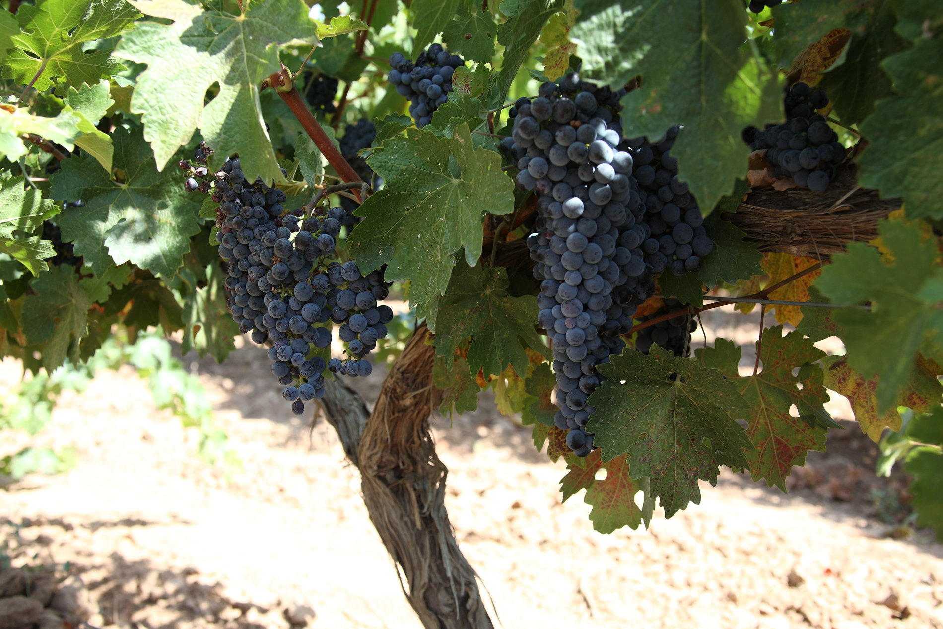 Bodegas Gran Feudo